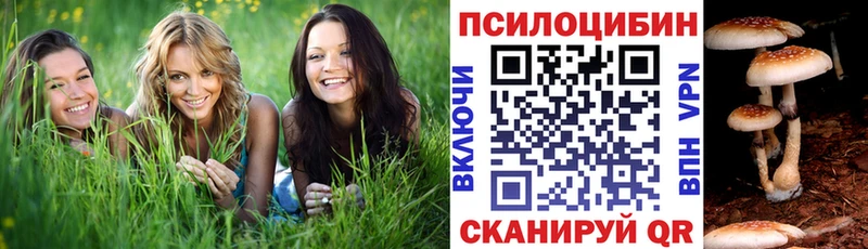 купить наркотик  Тамбов  МЕГА ONION  Псилоцибиновые грибы Magic Shrooms 